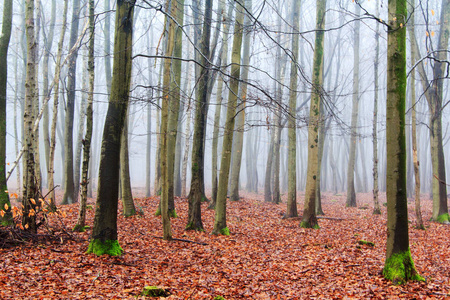 英语林地上雾多雾的早晨图片