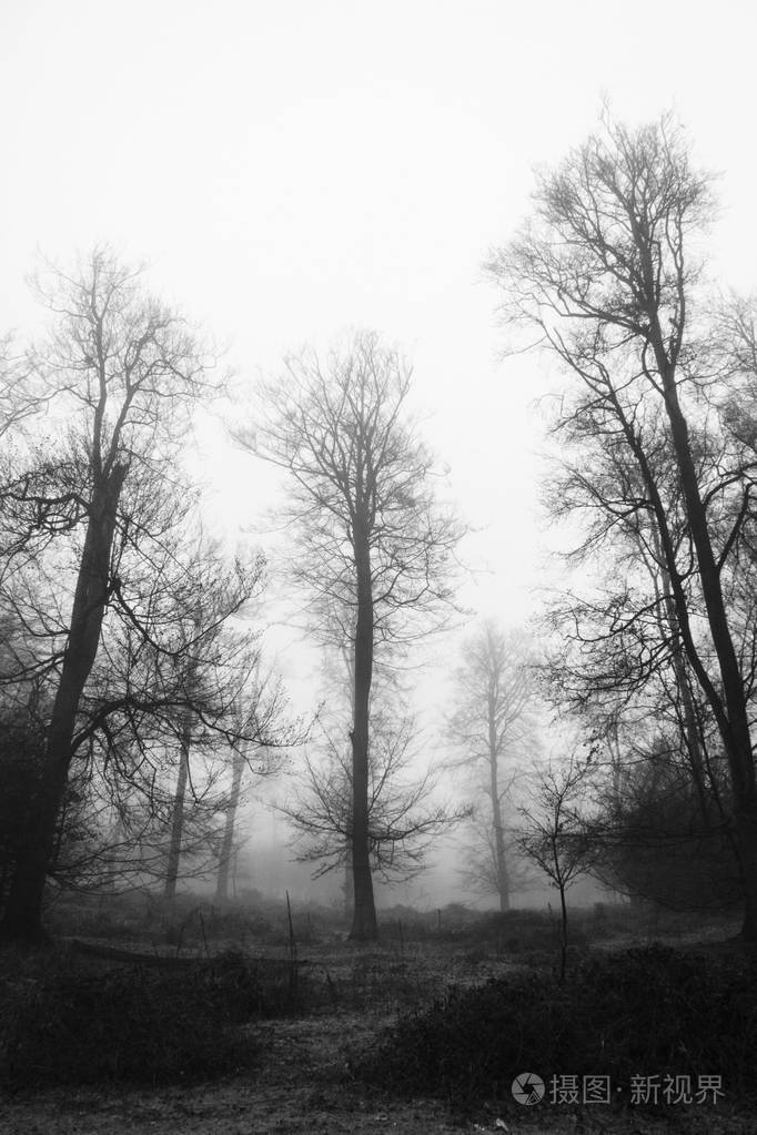 英语林地上雾多雾的早晨