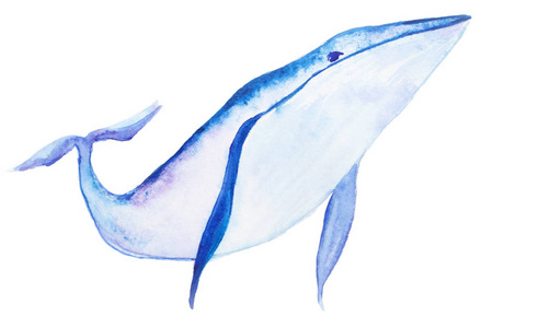 水彩的蓝鲸