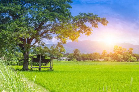早晨日出小屋景观美丽稻田