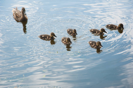 鸭子在水中的家庭