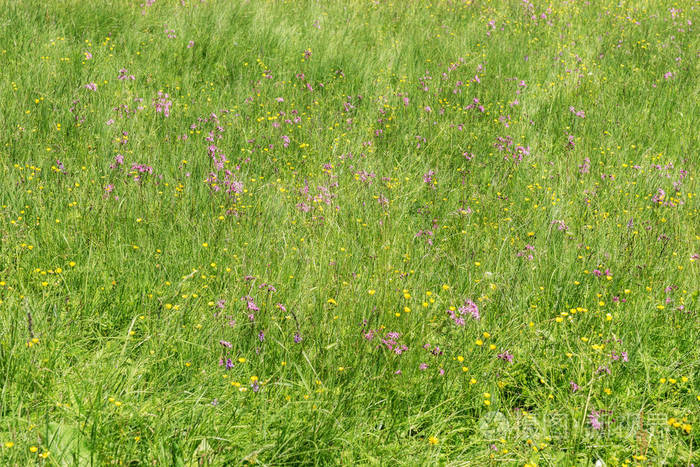 野花草地在山里