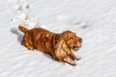 猎犬在雪地中的太阳