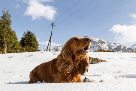 猎犬在雪中