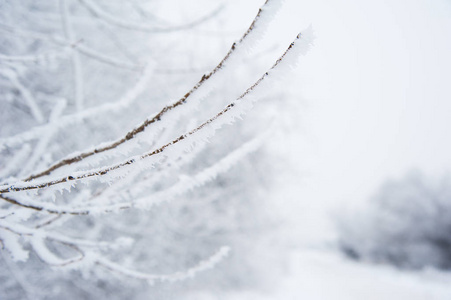 冬天树在雪中