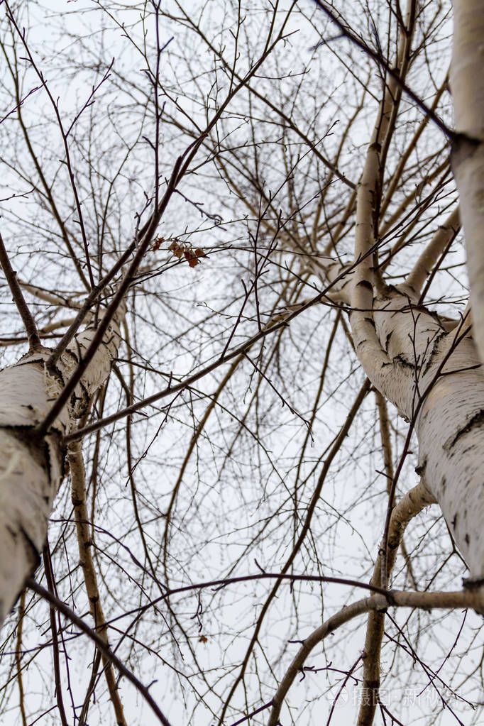 白桦树在冬天
