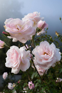 粉色的玫瑰，在花园里，情人节