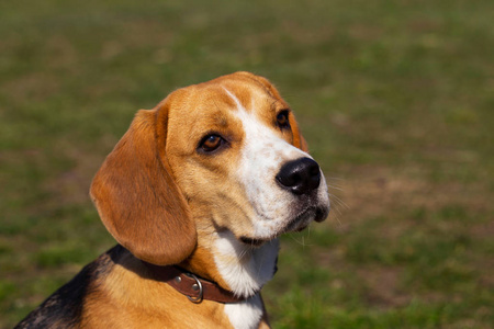 狗的品种比格犬