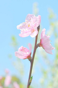 樱花特写。粉红的樱花和蓝蓝的天空