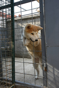 可爱的秋田犬小狗