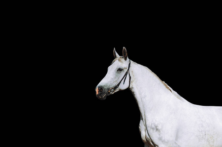 强壮的白马在黑色背景上的肖像