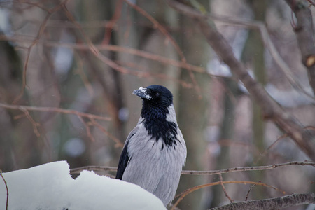 戴帽的乌鸦CorvusCornix