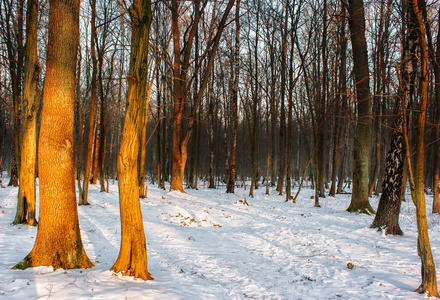 在森林里的冬季日落