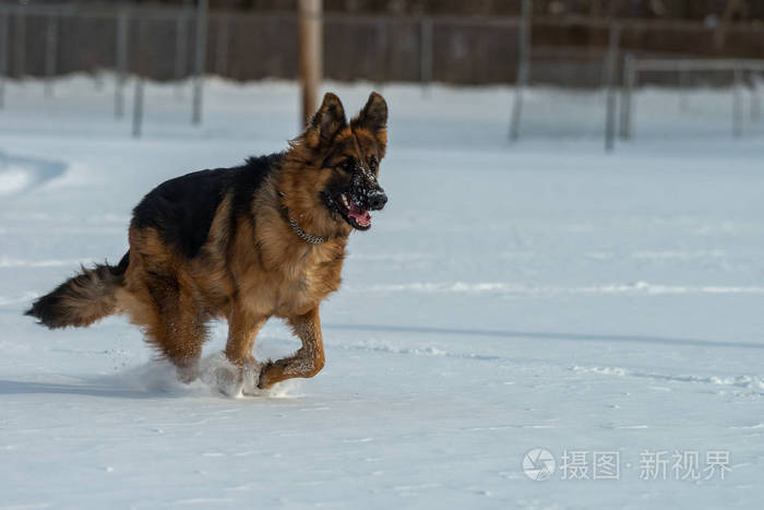 德国牧羊犬跳和跑在雪中