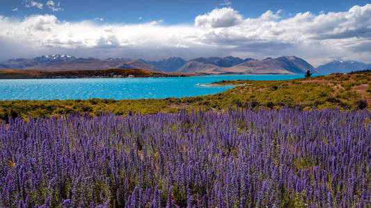 特卡波湖和盛开的鲜花，新西兰全景景观观