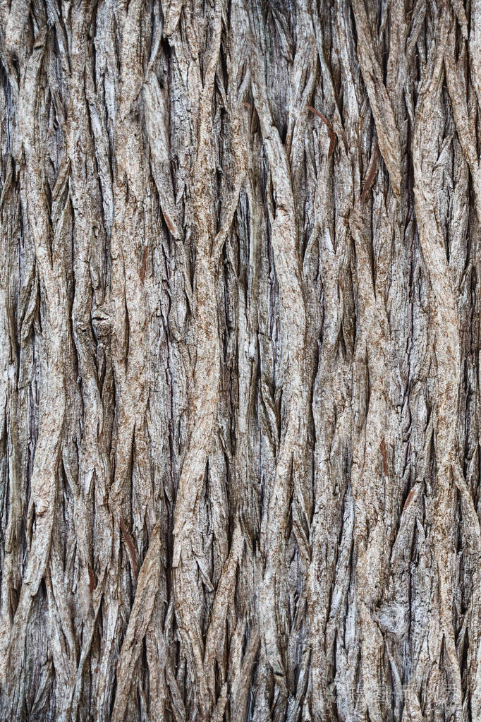 作为背景树树皮特写