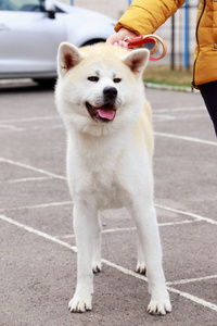 狗品种秋田犬