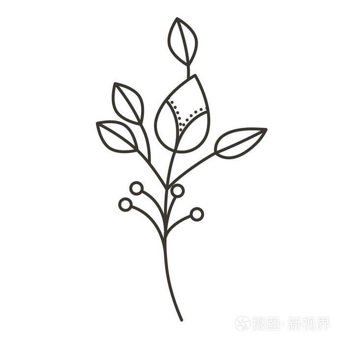 茎和分枝剪影后果花插画-正版商用图片0x1axv-摄图新视界