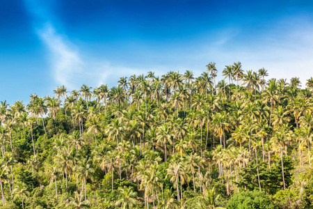 山长满丛林棕榈映衬在蓝天。美娜