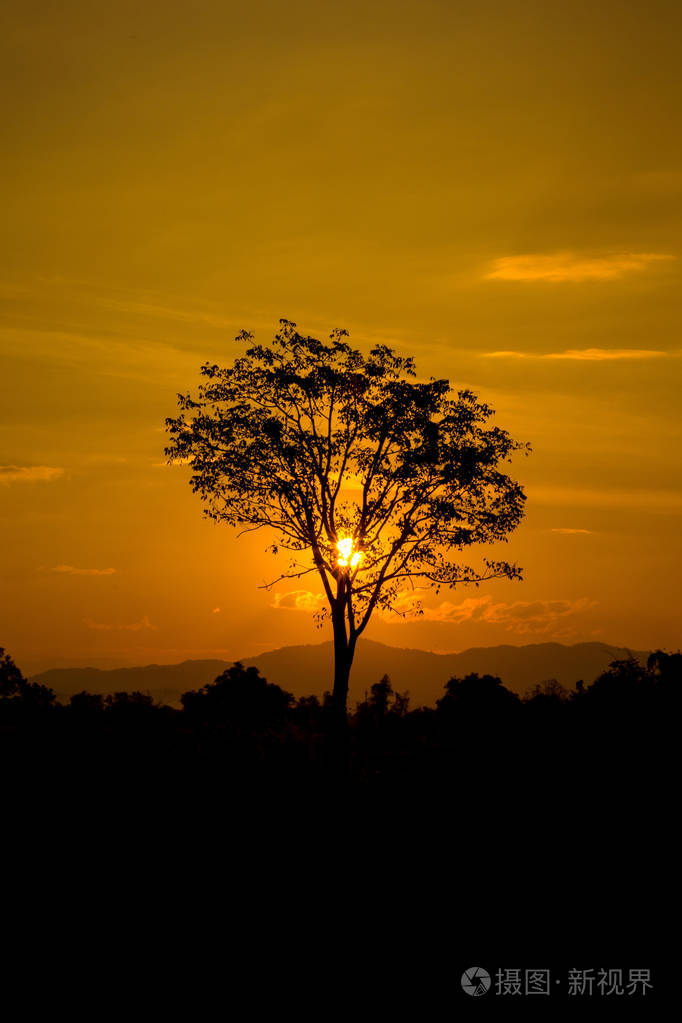 美丽的风景图像与日落时太阳和树木剪影
