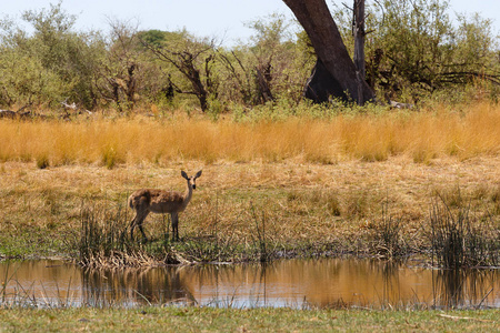 南部的羚羊非洲野生动物园野生动物和野生