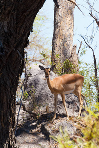 黑斑羚羚羊非洲野生动物园野生动物和野生