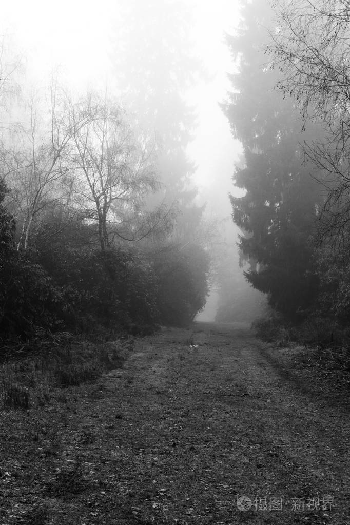 英语林地上雾多雾的早晨