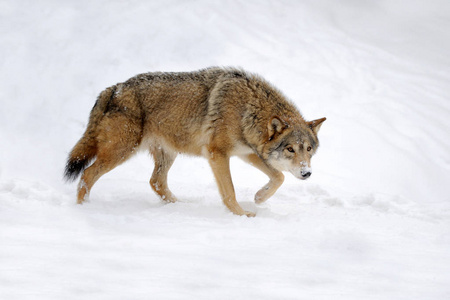 在冬天的狼图片