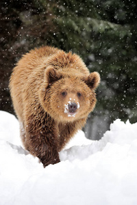 熊在冬天