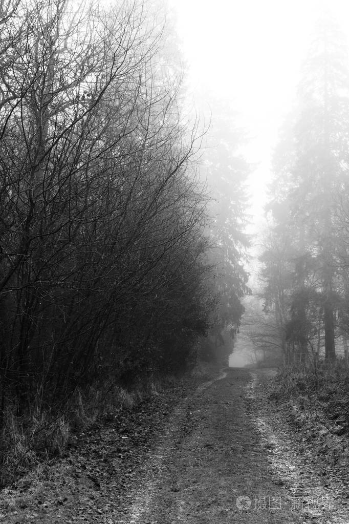 英语林地上雾多雾的早晨