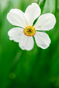 束花的水仙