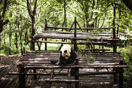 大熊猫在竹林里照片