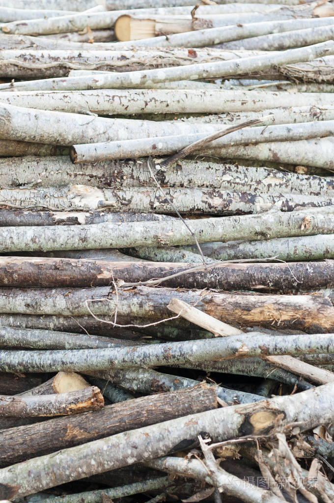 被砍的树树枝的堆