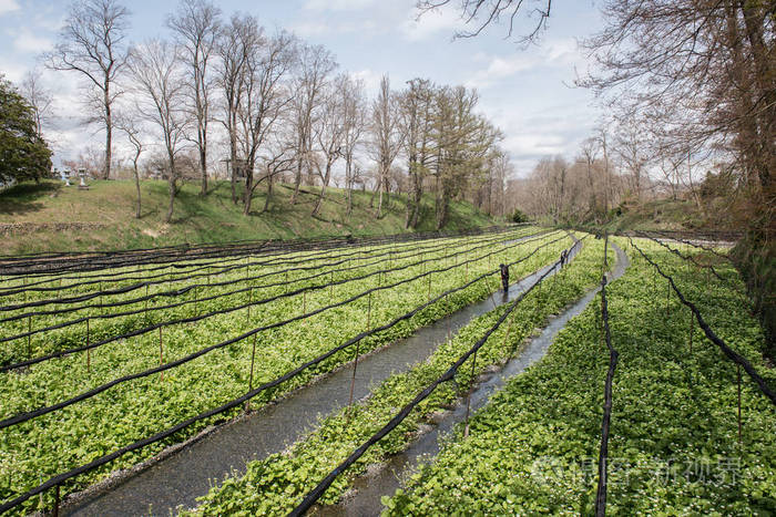 芥末作物的种植