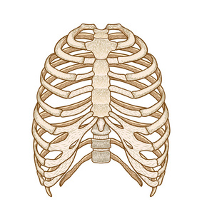 人类的肋骨图片-人类的肋骨素材-人类的肋骨插画-摄图新视界