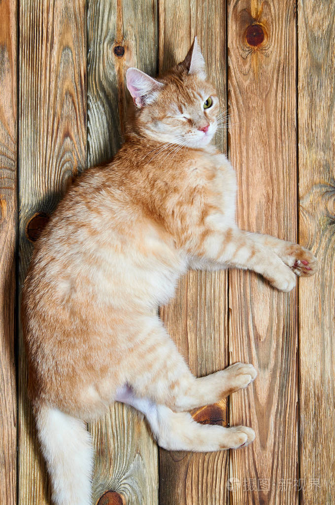 非常有趣和聪明的猫眨眼它的主人 美丽的红猫休息 生姜宠物躺在老房子的木地板上 毛茸茸的四条腿的朋友招待孩子 绿色眼睛的女巫猫 照片 正版商用图片0x1kke 摄图新视界