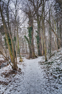 冬季风景与雪