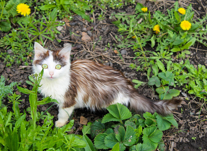 春天草地上的年轻猫