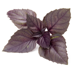 紫黑蛋白石罗勒叶图片
