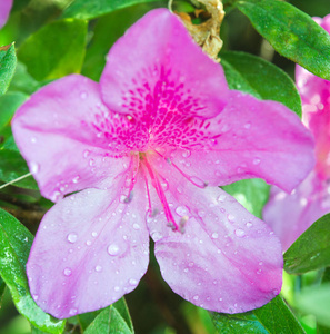 芙蓉花或芙蓉罗莎中华花图片