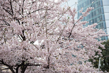 美丽的樱桃花树上