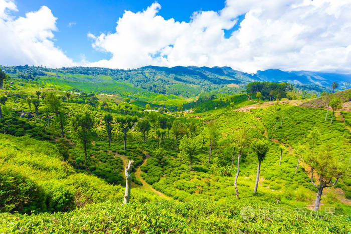 哈普特莱山国家茶叶种植园风景 H