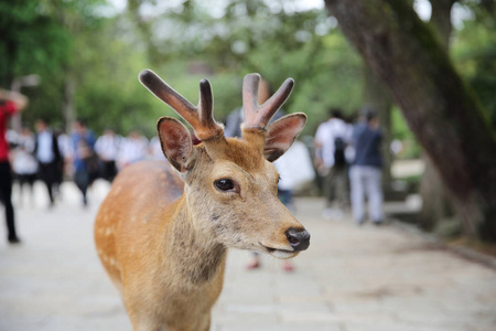 日本奈良2016 年 6 月 5 日 野鹿在奈良市，J 的人