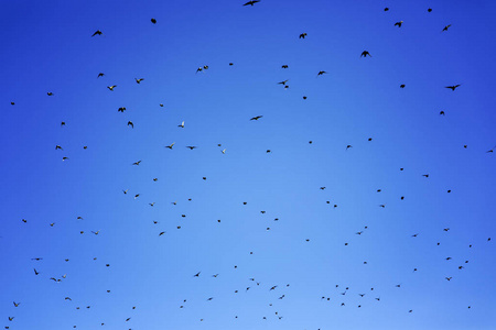 鸟类迁徙的天空