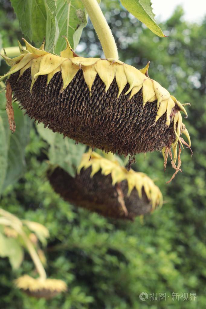花园里阳光向日葵枯萎