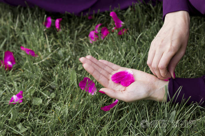 女性的手掌上的紫色花瓣玫瑰