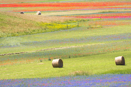 在 Castelluccio 中开花