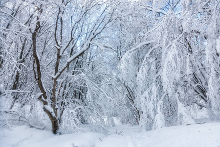 冬季景观与雪覆盖森林