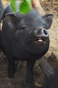 小猪新鲜生肉腿幼羊羔黑色背景顶部视图新生儿的越南黑猪野生猪母猪和
