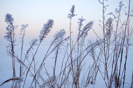 在雪地里的植物